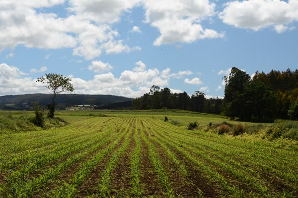 Agriculture